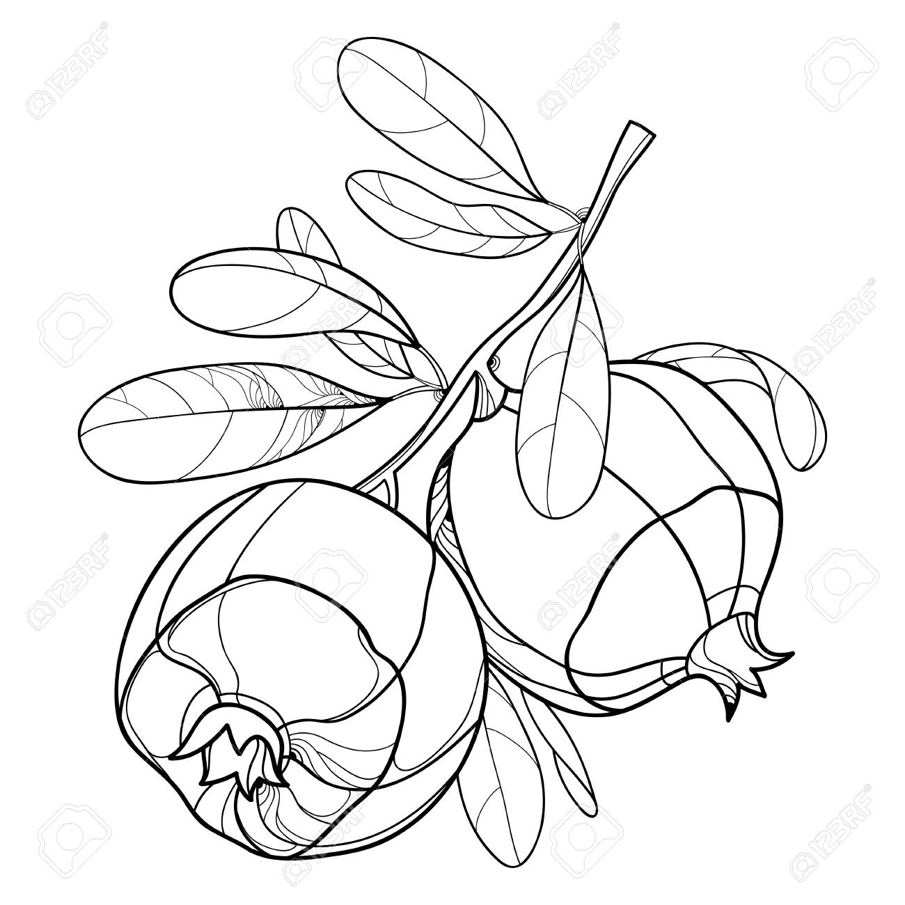 Online coloring book: Coloring book two grenades and leaves